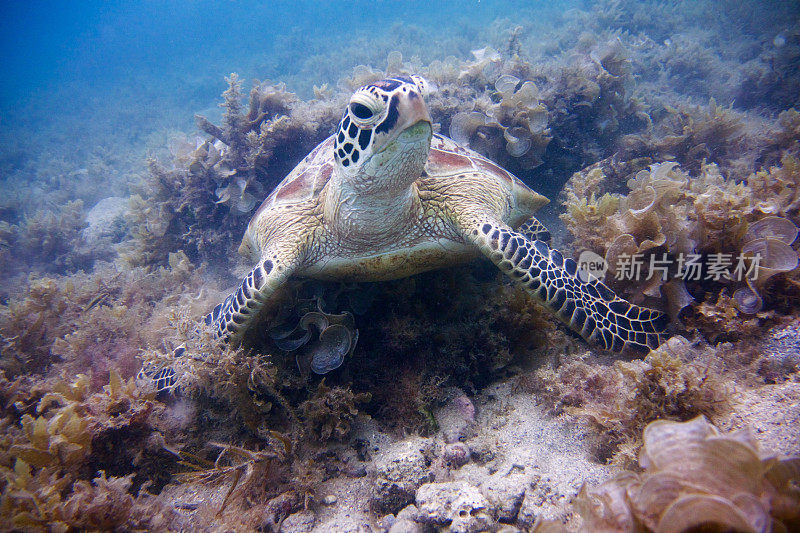 绿海龟(Cheloria mydas)抬头